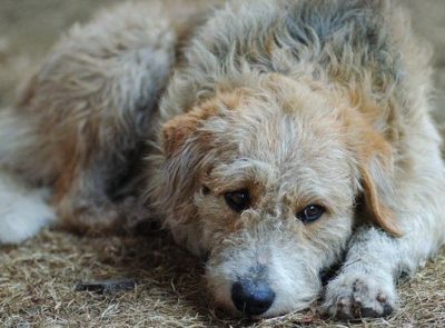 Прокуратура предложила принять кузбасский закон о содержании безнадзорных животных