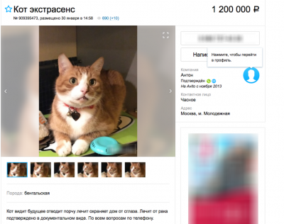 В Москве за 1,2 млн рублей продают «кота-экстрасенса»