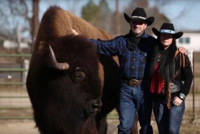 Американский фермер приучил буйвола весом больше тонны смотреть с ним телевизор
