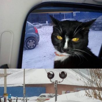 Путешественник из Нижнего Тагила привёз кота Графа в Кемерово