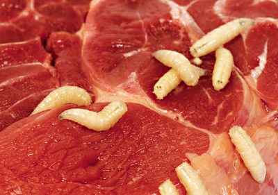 Кузбасского бизнесмена оштрафовали за продажу просроченных мясных деликатесов
