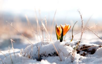 В первые выходные марта в Кузбассе потеплеет до +7°С