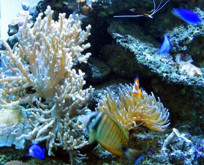 Окаменевшие кораллы, возрастом несколько миллионов лет, нашли в Кузбассе