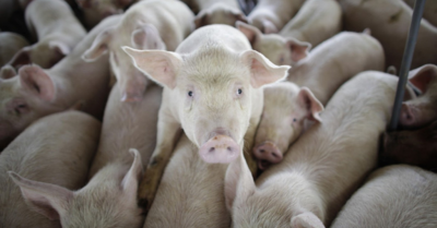 В Кузбассе временно закрыли совхоз из-за запаха от мёртвых свиней