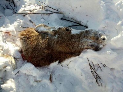 В Кузбассе осудили браконьера, застрелившего беременную лосиху