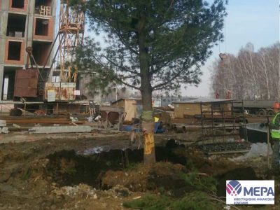 В Кемерове строители спасли дерево