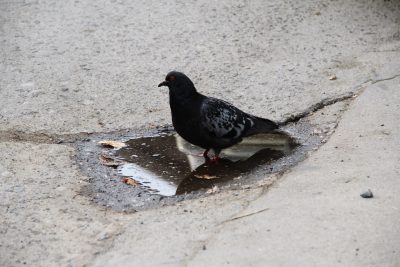 У диких голубей в Кемерове нашли болезнь Ньюкасла