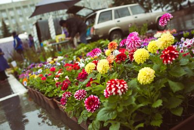 Всё для сада: в Кемерове на ярмарке покупателям предложат саженцы, рассаду и удобрения