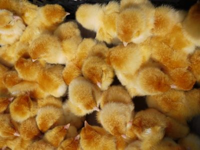 В Новосибирске конфисковали партию карантинных цыплят, предназначенную для Кузбасса
