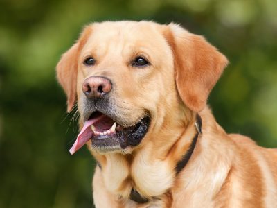 Кемеровская ветлаборатория нашла у собак устойчивый к антибиотикам отомикоз