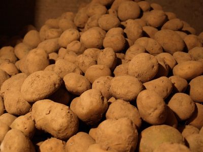 56 новых сортов картофеля поступило от селекционеров для выращивания в Кузбассе