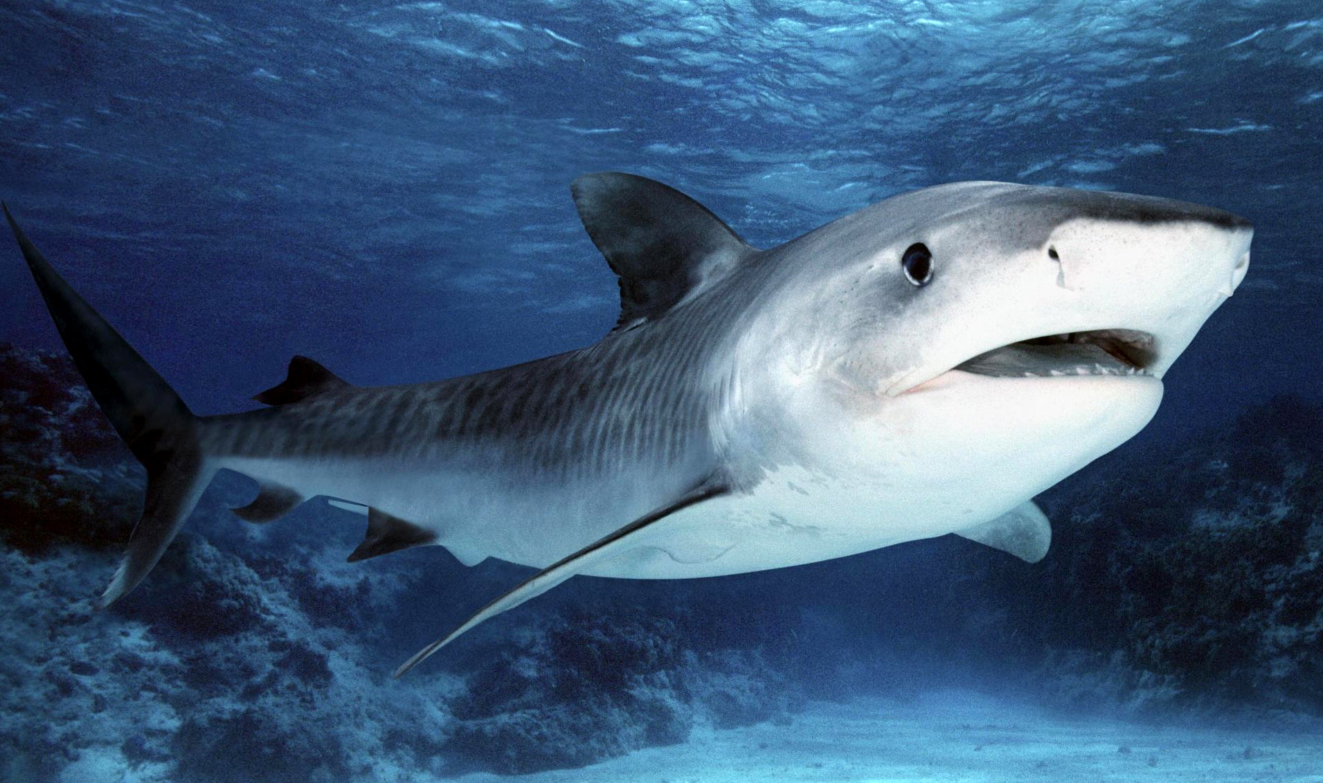 Tiger shark