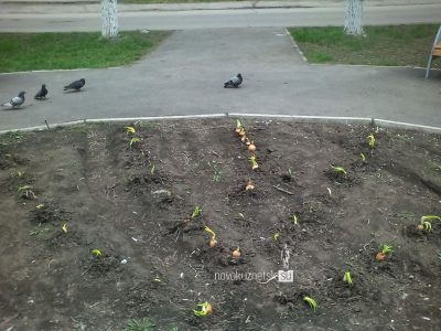 В Новокузнецке вместо цветов на клумбу высадили репчатый лук