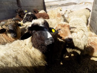 В Яшкинском районе многодетным семьям раздали овец и кур-несушек