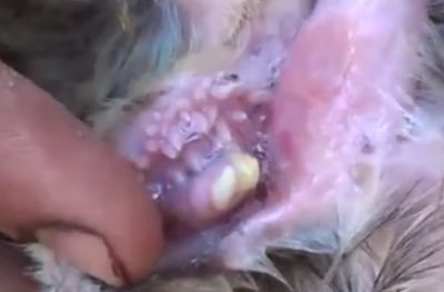 Видео: в Турции фермер обнаружил в ухе овцы второй рот с зубами