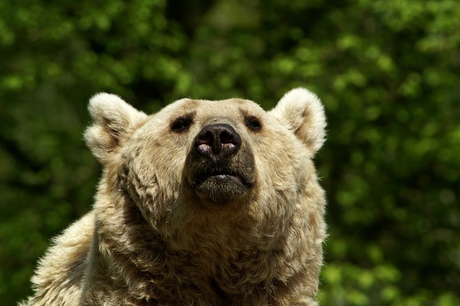 Медведь терроризирует кузбасский поселок, убивая домашний скот