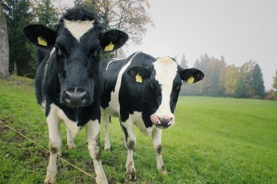 Специалисты кемеровской ветлаборатории выявили у коров болезнь Шмалленберга