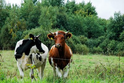 Россельхознадзор оштрафовал кузбасскую ферму за выявленные нарушения на скотомогильнике