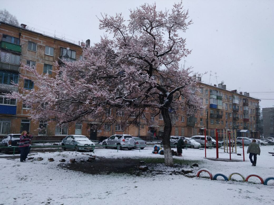 В Новокузнецке зацвела единственная в Кузбассе 50-летняя сакура •  02.05.2017 • Новости • Сибдепо