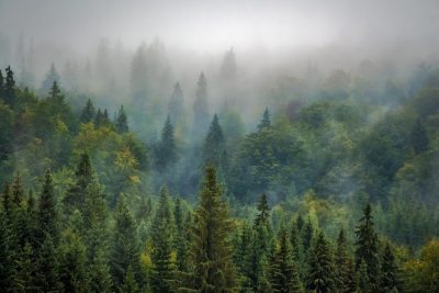 В Кемеровской области создадут компенсационные леса