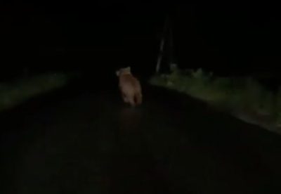 В Прокопьевске по дачному посёлку бегал медвежонок