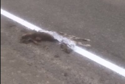 В Республике Алтай дорожники нанесли разметку поверх мёртвой кошки
