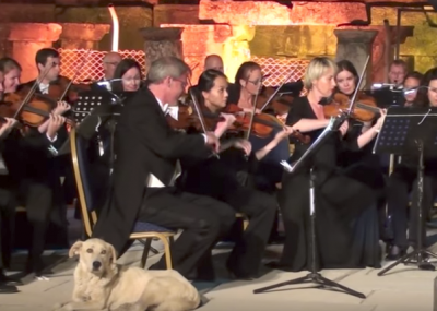 Видео: в Турции на выступлении оркестра зрителей умилил вышедший на сцену пёс