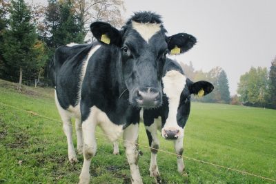 Коровы затоплали 80-летнего британского мультимиллионера