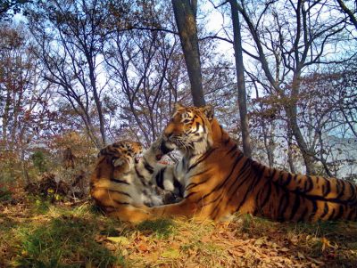 Видео: тигриное семейство устроило милую фотосессию на «Земле леопарда»