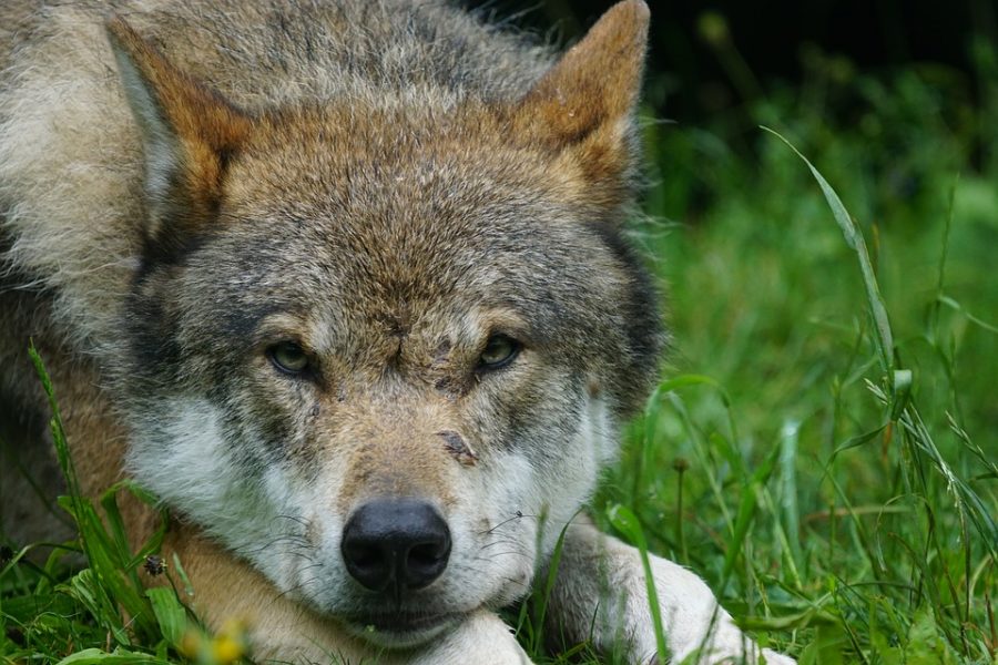 Возле большого города сибиряки встретили волка-одиночку