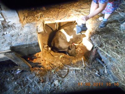 Новокузнецкие спасатели помогли корове, провалившейся под пол
