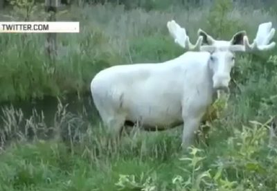 В Швеции на видео сняли редкого белого лося