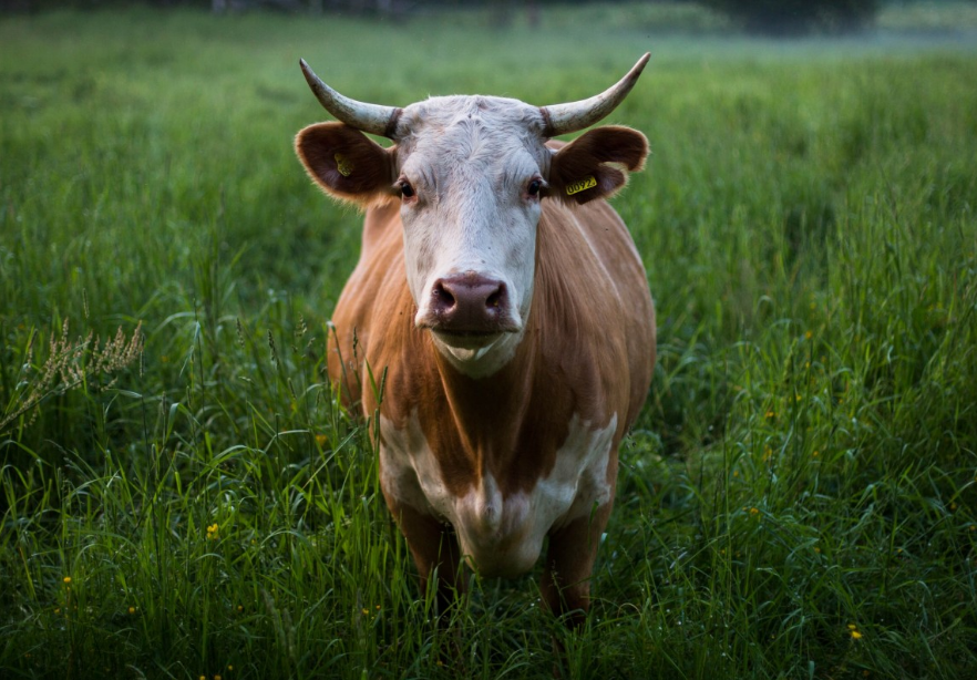 Соцсети: кузбасские «мусорные коровы» устроили пир на остановке