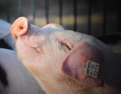 Кузбасским фермерам рассказали, как обезопасить свой скот от африканской чумы свиней
