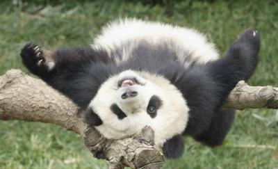 В Китае в возрасте 37 лет умерла старейшая панда на планете