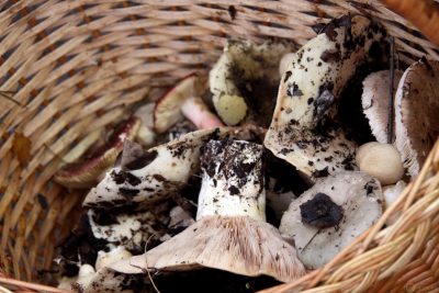 В Кузбассе нашли двух грибников, блуждавших в лесу несколько дней