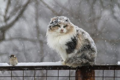 В Кузбасс придёт мокрый снег