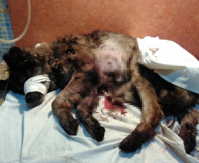 В Прокопьевске неизвестный расстрелял на улице собаку (18+)