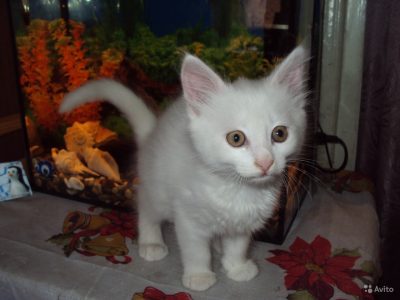 Житель Ростовской области выставил на продажу «волшебного» кота за 2,5 млн рублей