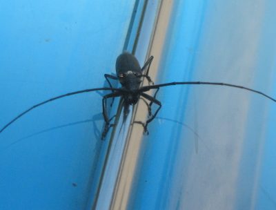 В Чебулинском районе из-за опасного жука в лесничестве ввели карантин
