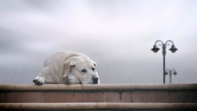 В Новокузнецке вновь травят собак