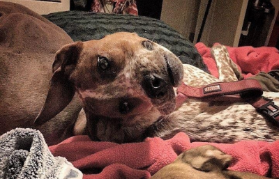 «Бедная собака»: пользователи соцсетей обсуждают новую оптическую иллюзию