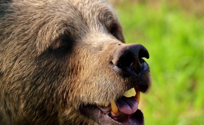Кузбассовец выжил после нападения медведя