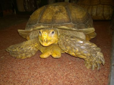 Из иркутского зоопарка дважды пытались сбежать огромные черепахи