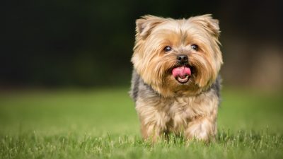 Эксперты назвали самых востребованных собак в России