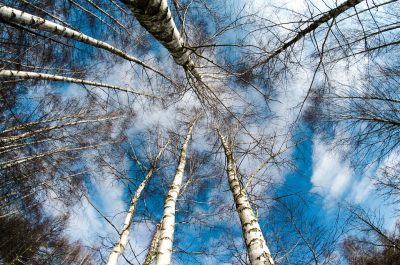 Кузбассовца оштрафовали на полмиллиона рублей за вырубку деревьев