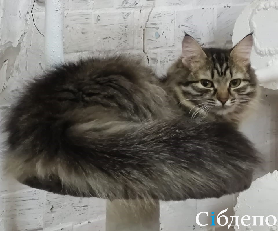 «Мяу, срочно ищем дом!»: в Кемерове из-за строительства роскошного ЖК экстренно расселяют кошачий приют