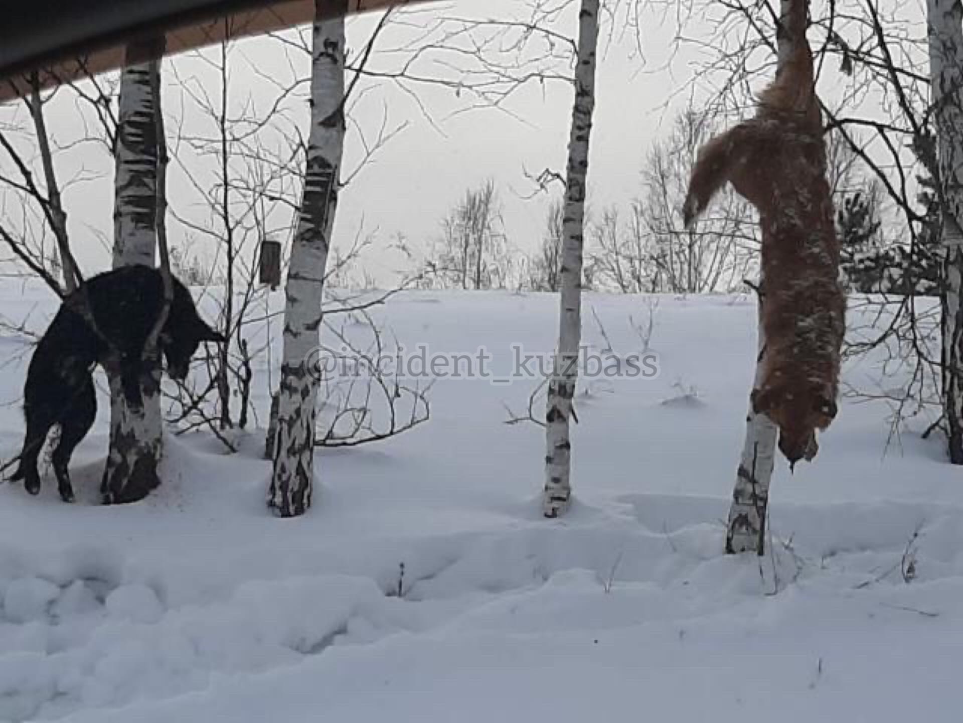 От волков не отличаются: охотовед рассказал о повешенных на деревьях в Кузбассе собаках
