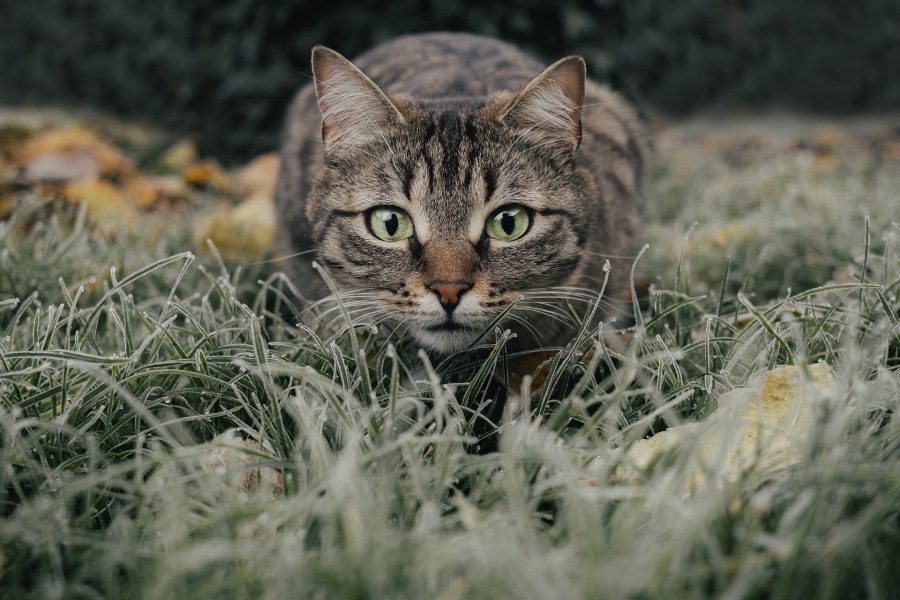 В Сибири кошка четыре дня скиталась в поисках любящих хозяев