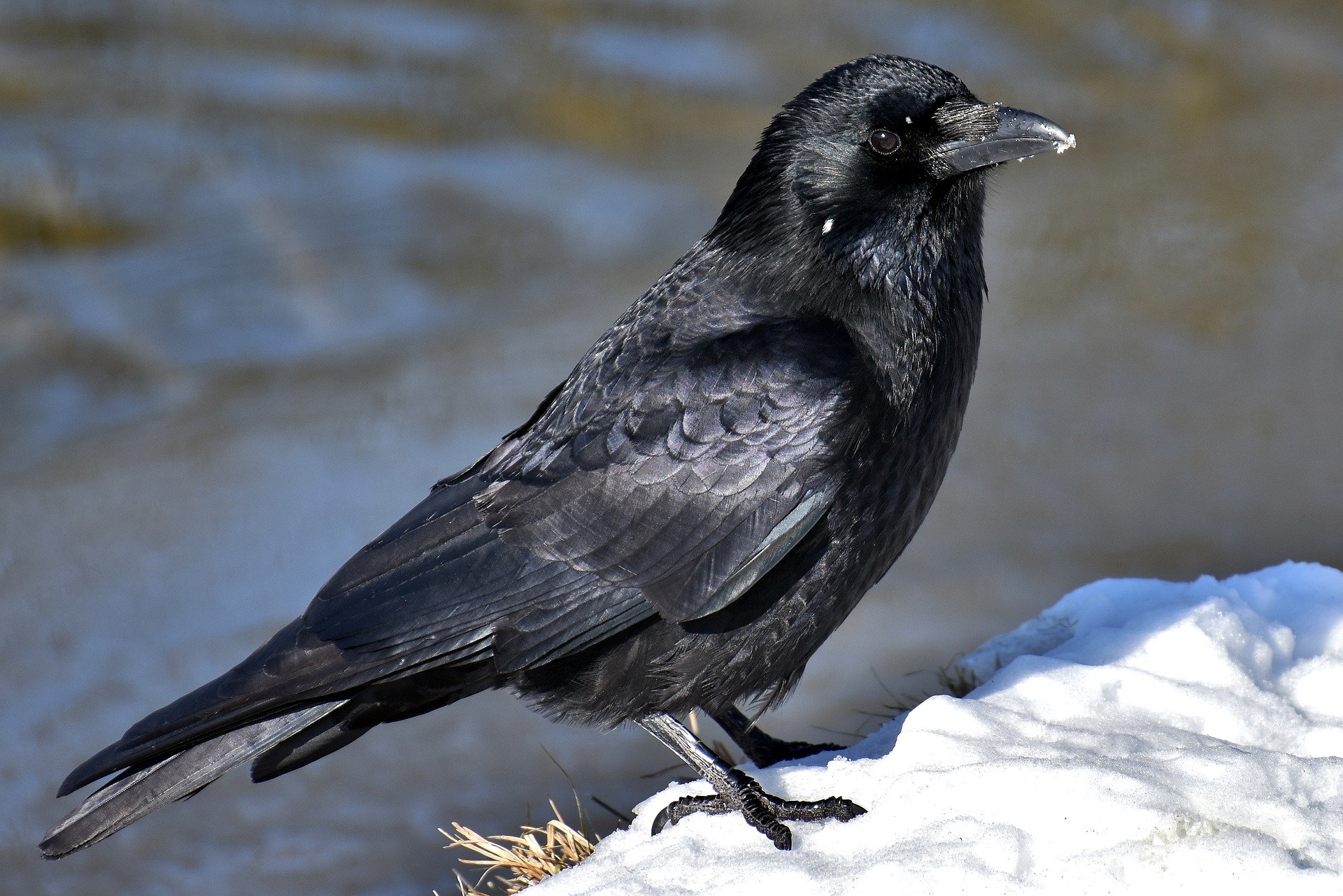 Видео: в Кузбассе ворона замёрзла на взлёте с куста